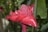 A vibrant red flower, likely a tropical ginger or torch ginger, with intricate petal patterns and glossy texture. The lush greenery in the background provides a natural setting.