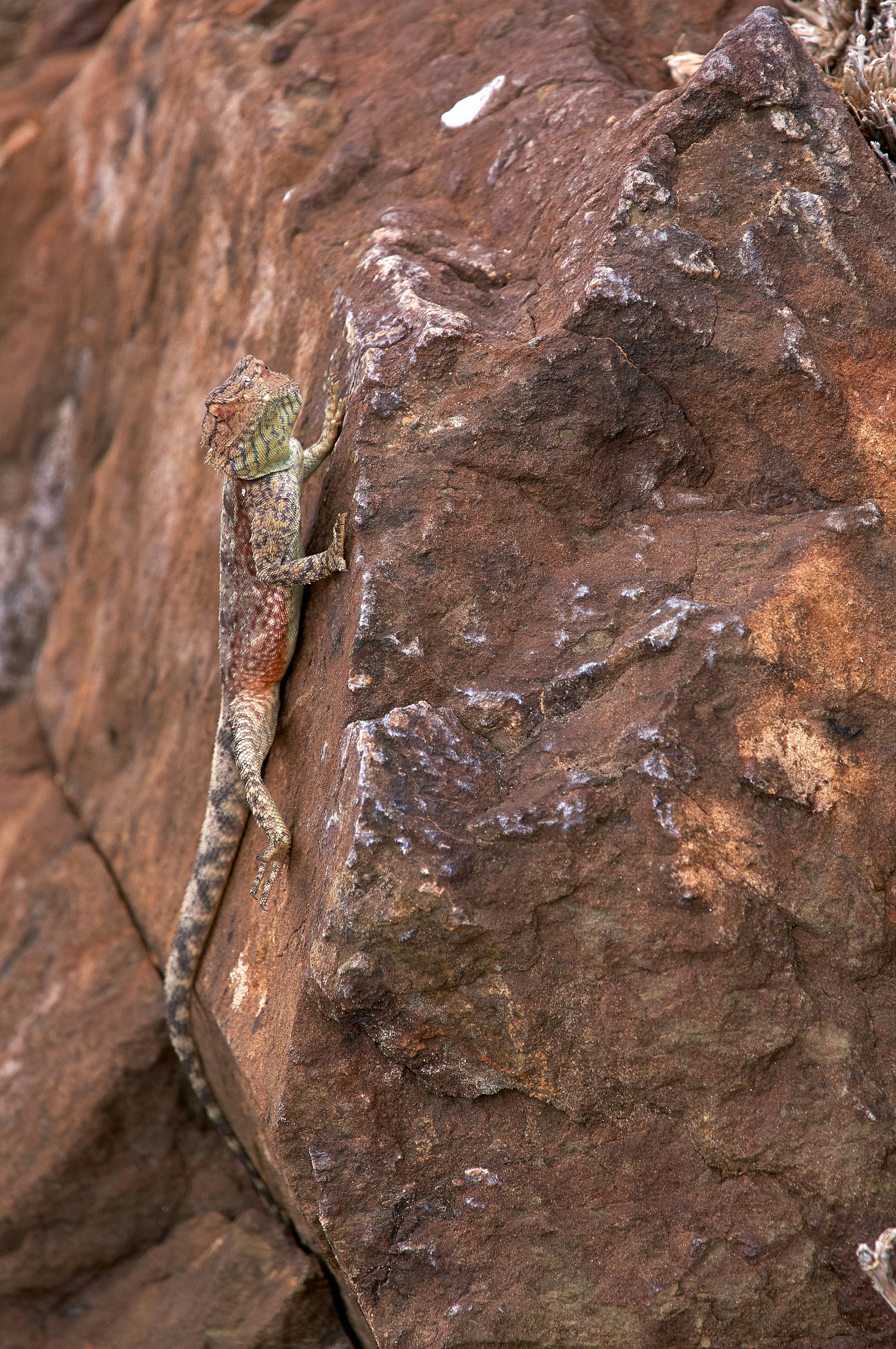 gray and green lizard on stone