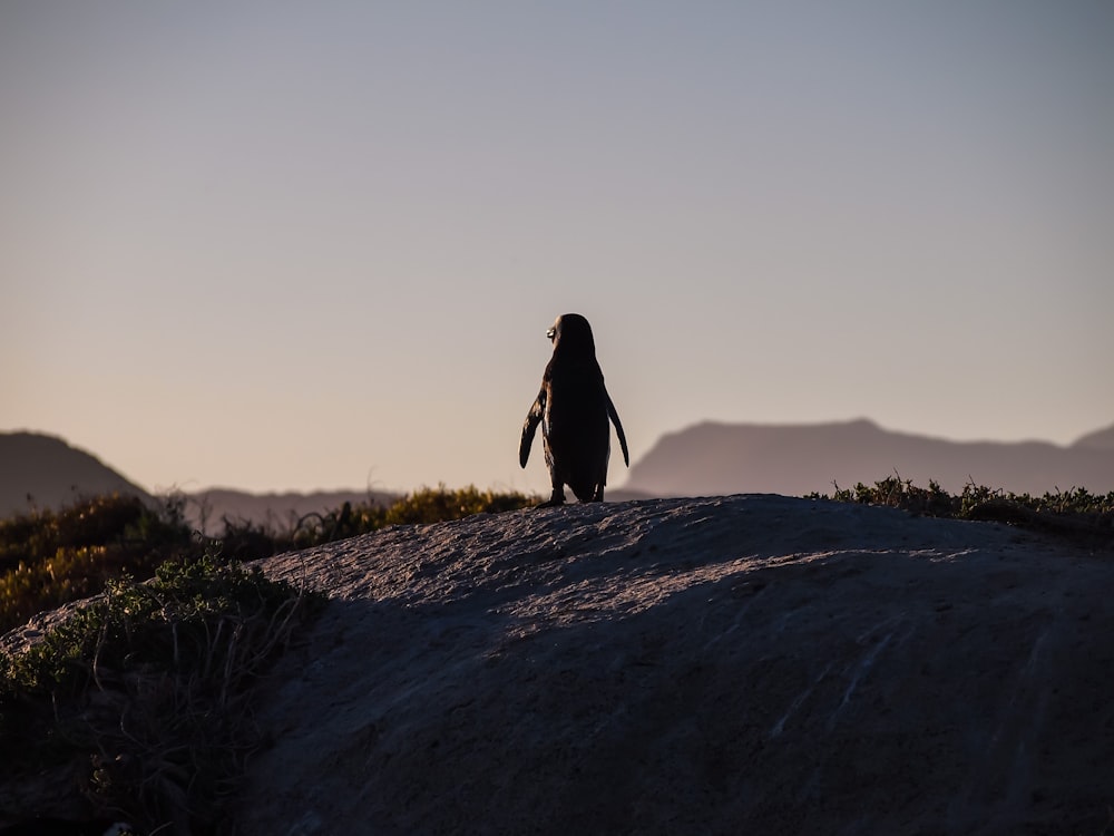 penguin standing on cliff