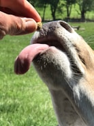 A dog with its tongue out is eagerly reaching for a treat held above its nose by a hand. The background features a grassy field with trees in the distance.