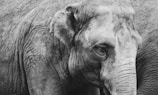 Detailed graphite sketch of an elephant’s textured skin and gentle gaze.