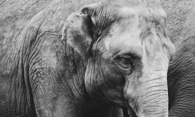 Detailed graphite sketch of an elephant’s textured skin and gentle gaze.