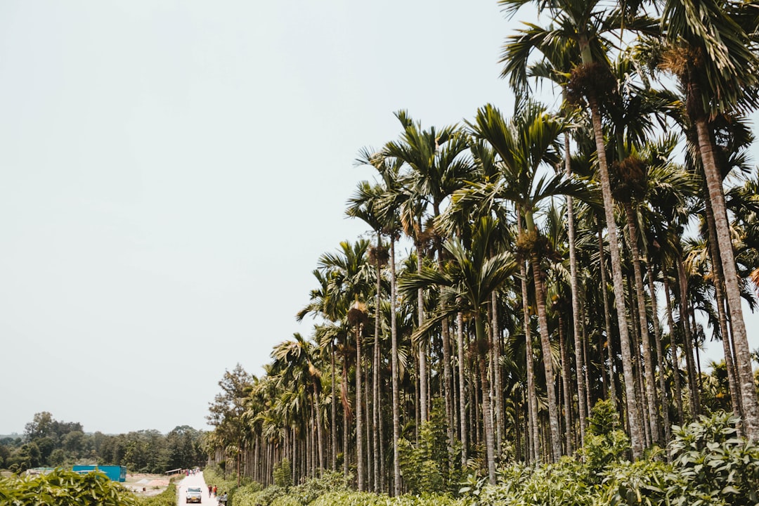 palm trees under gray sky