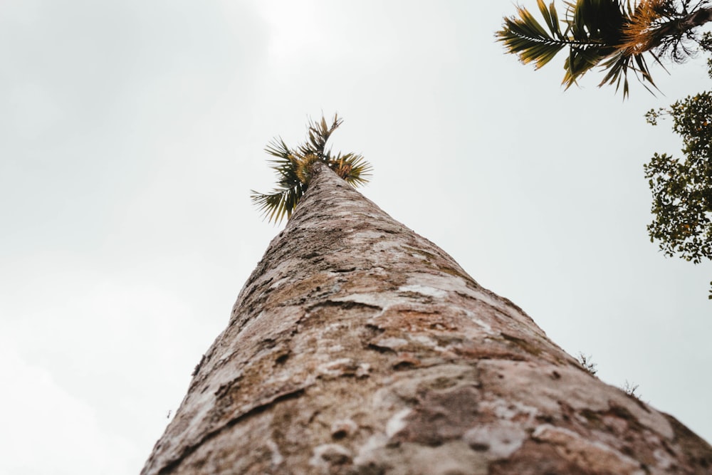 low angle photo of palm tree