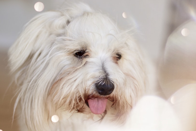 closeup photo of white shih-tzu