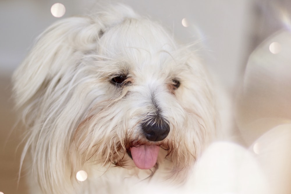 closeup photo of white shih-tzu