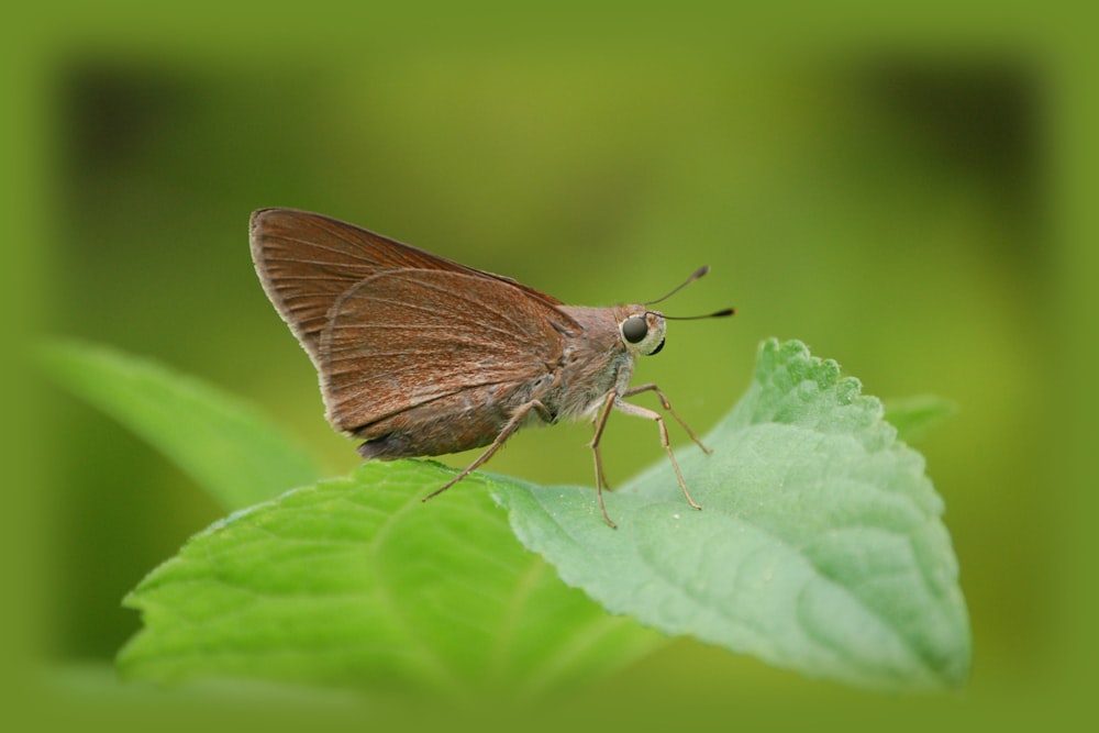 papillon brun sur feuille verte