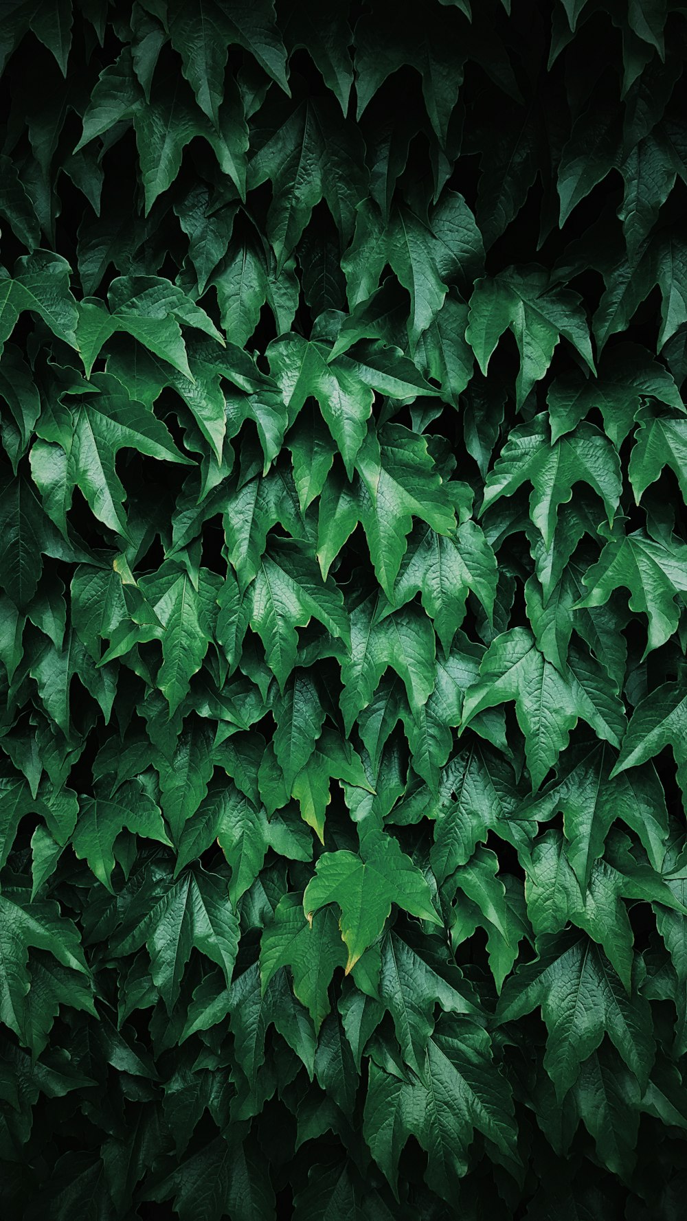 foyer peu profond de feuilles vertes