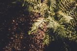 Sunlight streaming through a window onto a thriving fern.