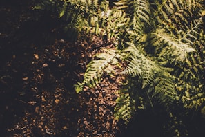 Sunlight streaming through a window onto a thriving fern.