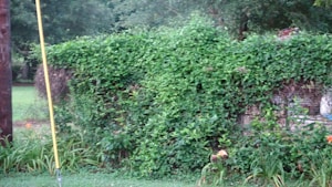 Siatka ogrodowa