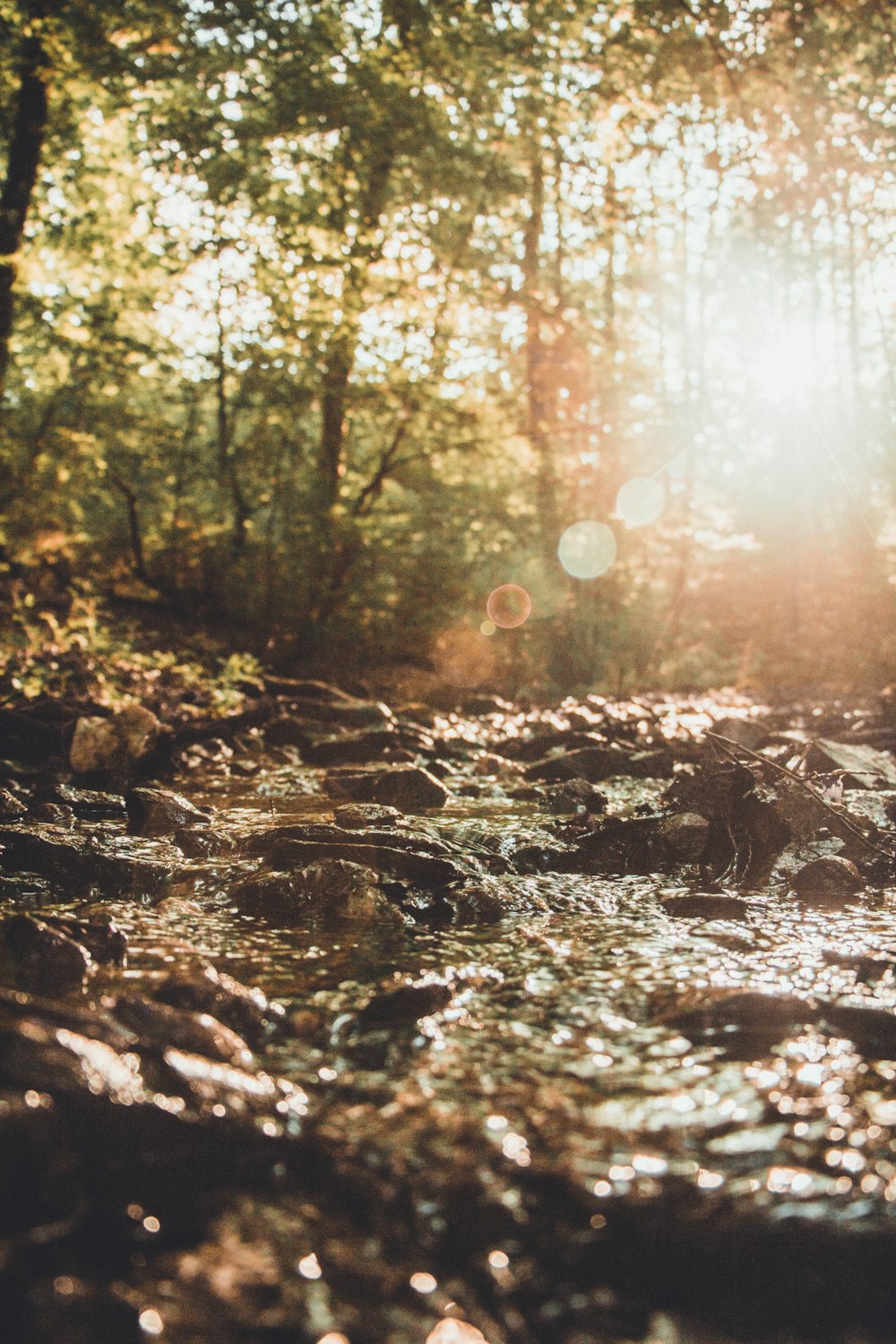 fiume nel campo della foresta