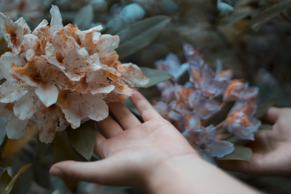 person holding pink and white petaled flowers