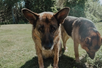 Two German Shepherd dogs are outdoors on a grassy area. One dog, positioned in the center, is looking directly at the camera with a focused expression, while the other is standing slightly behind and to the side, looking at the ground.
