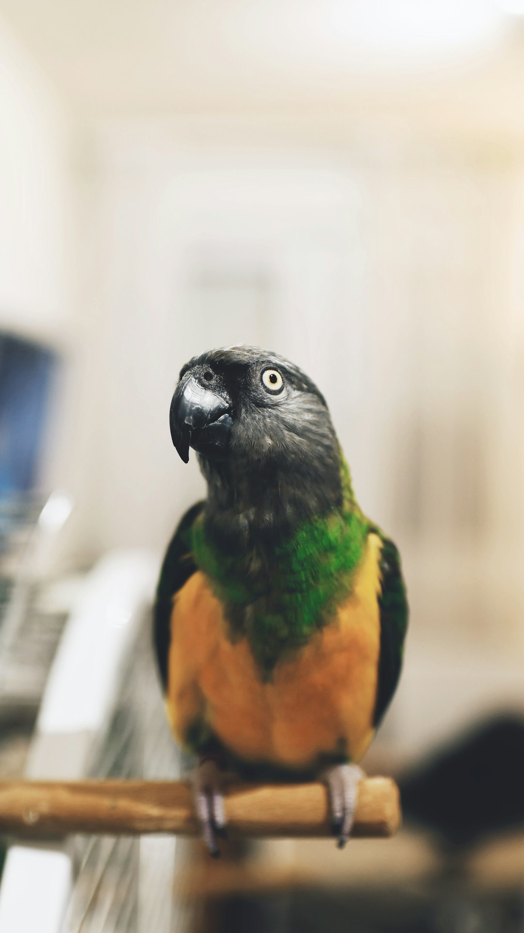 gray, green, and yellow parrot