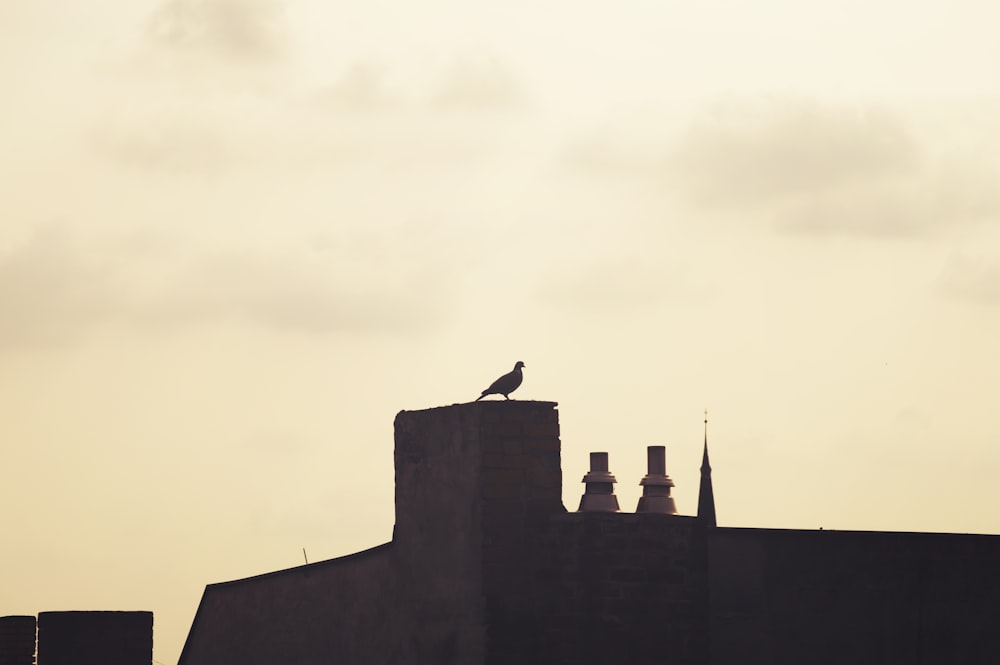 silhouette d’oiseau sur le toit