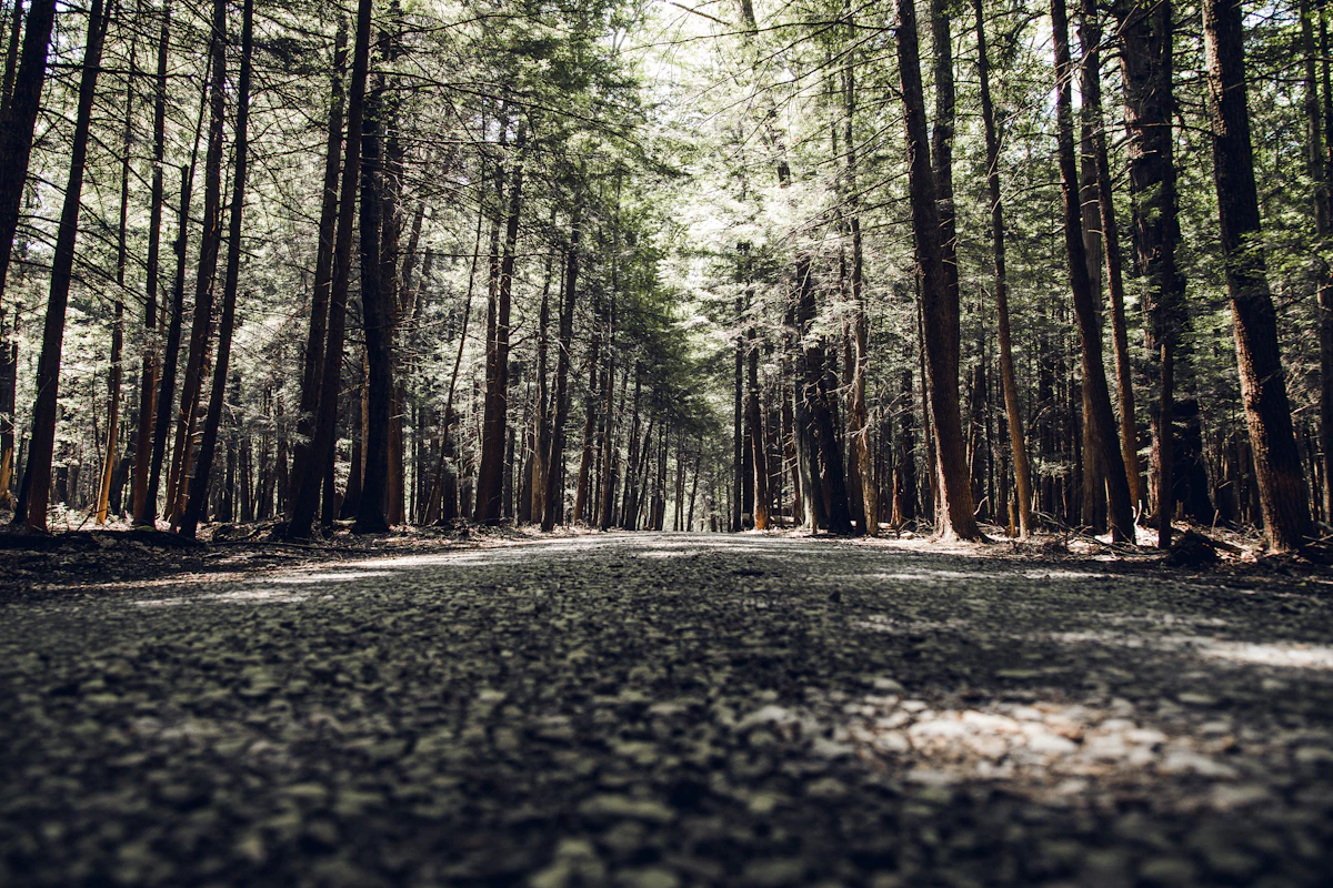 A gravel road through tall evergreens in Cook Forest, Pennsylvania