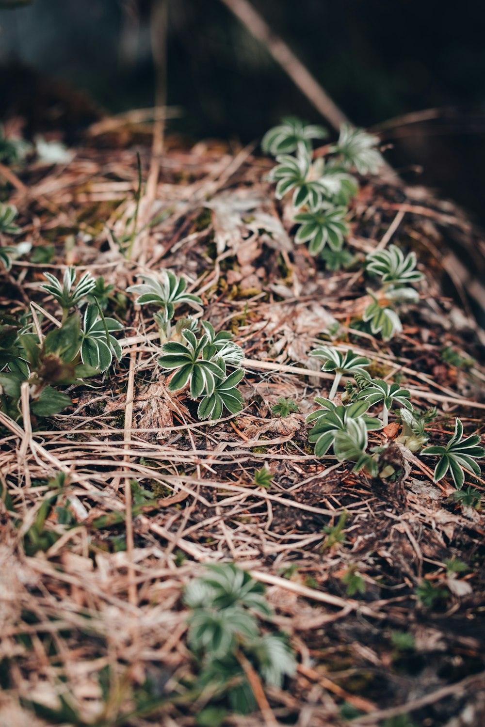 selective focus photography of green leafed plant