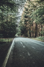 road between pine trees during daytime