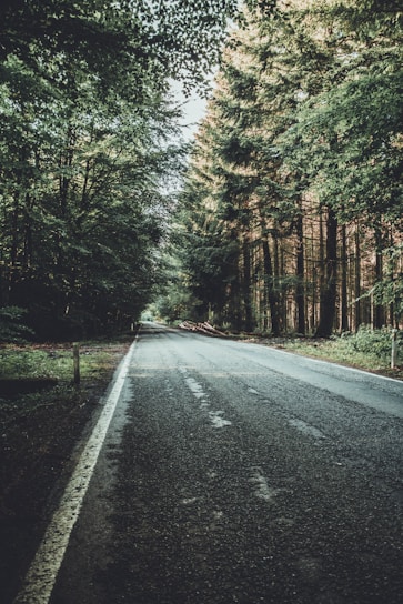 road between pine trees during daytime