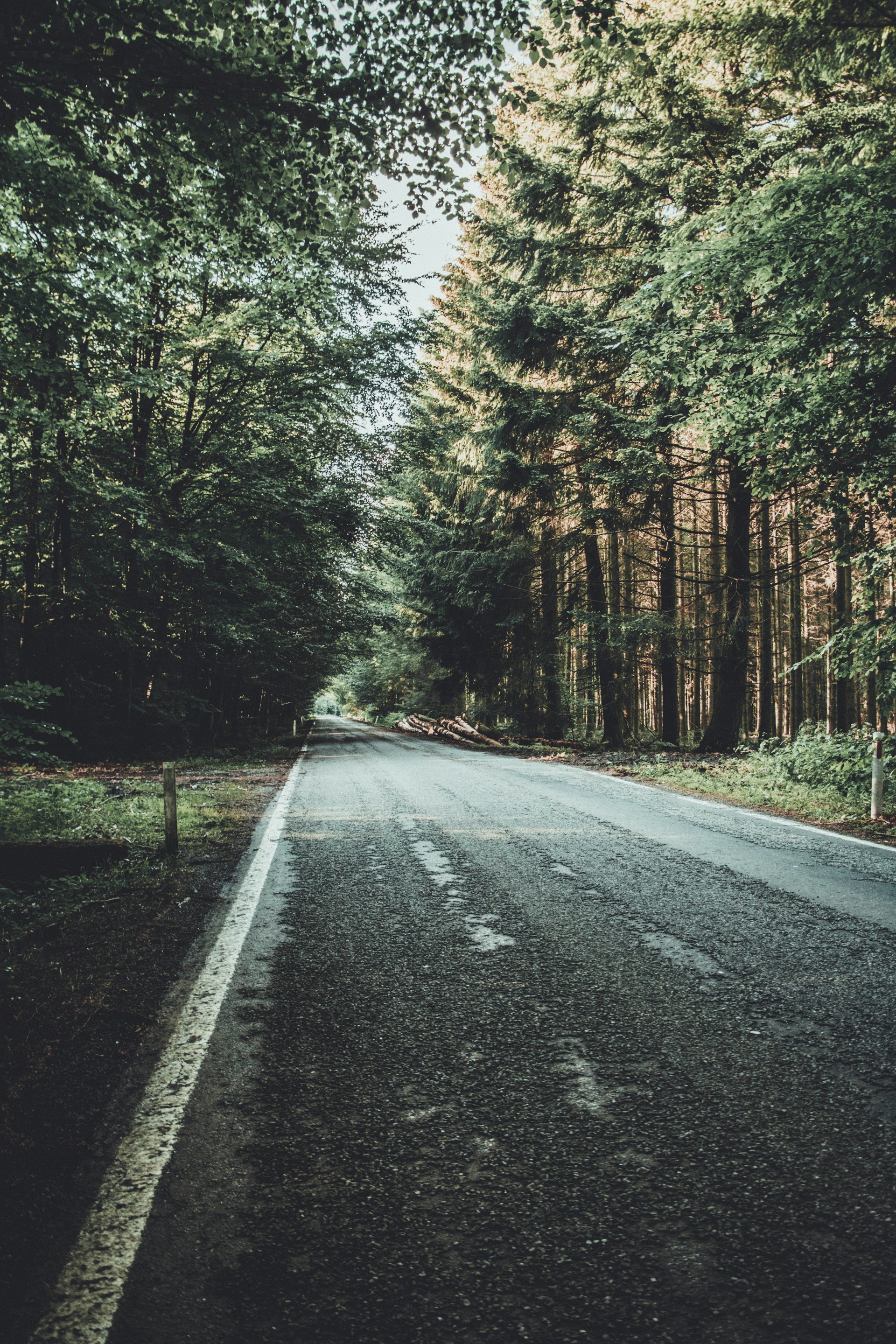 road between pine trees during daytime