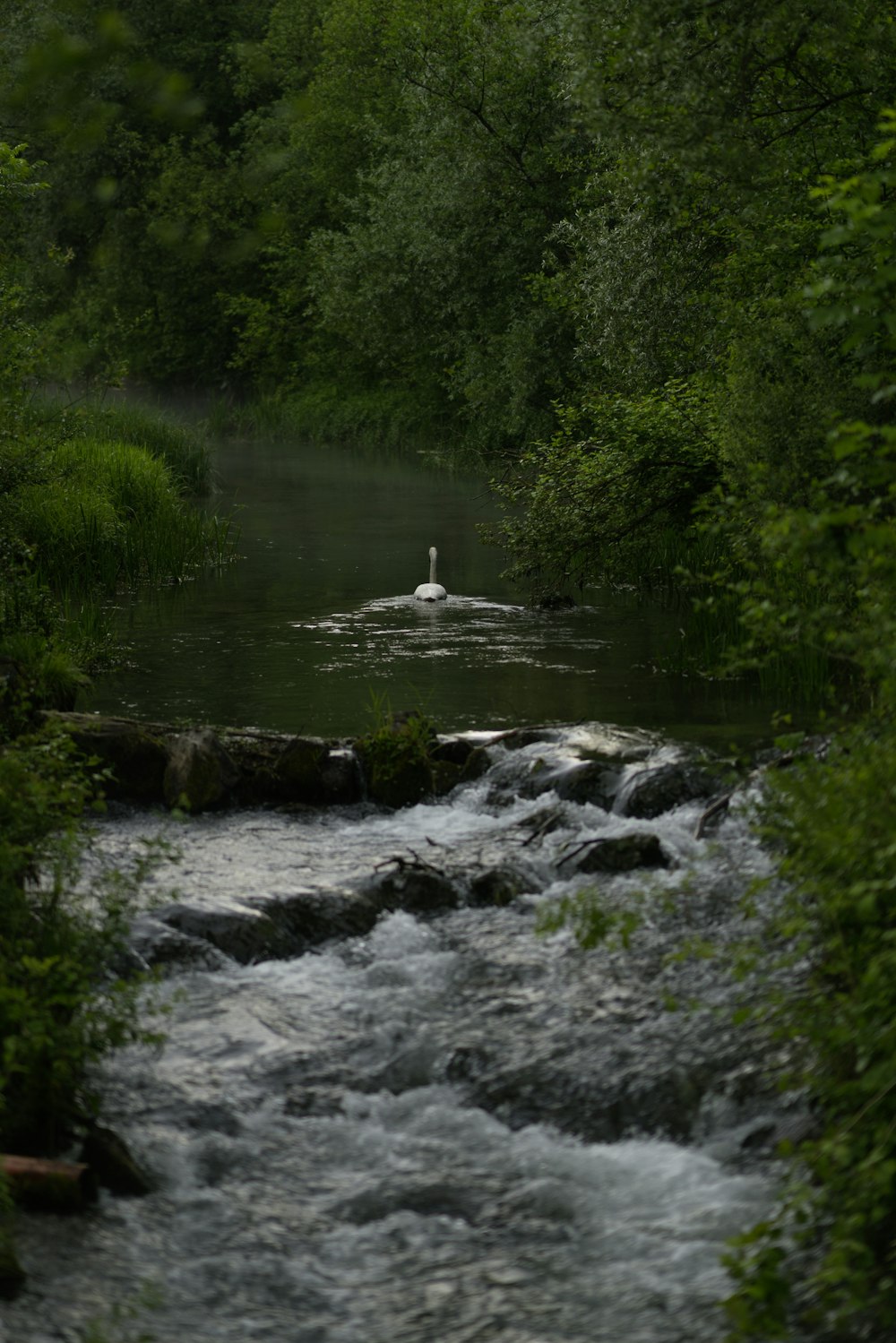 cygne galopant sur le papier peint de la rivière