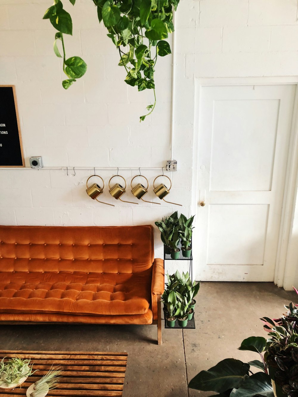 green leafed plants beside brown velvet couch