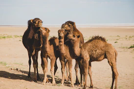 five camels on desert