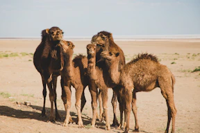 five camels on desert