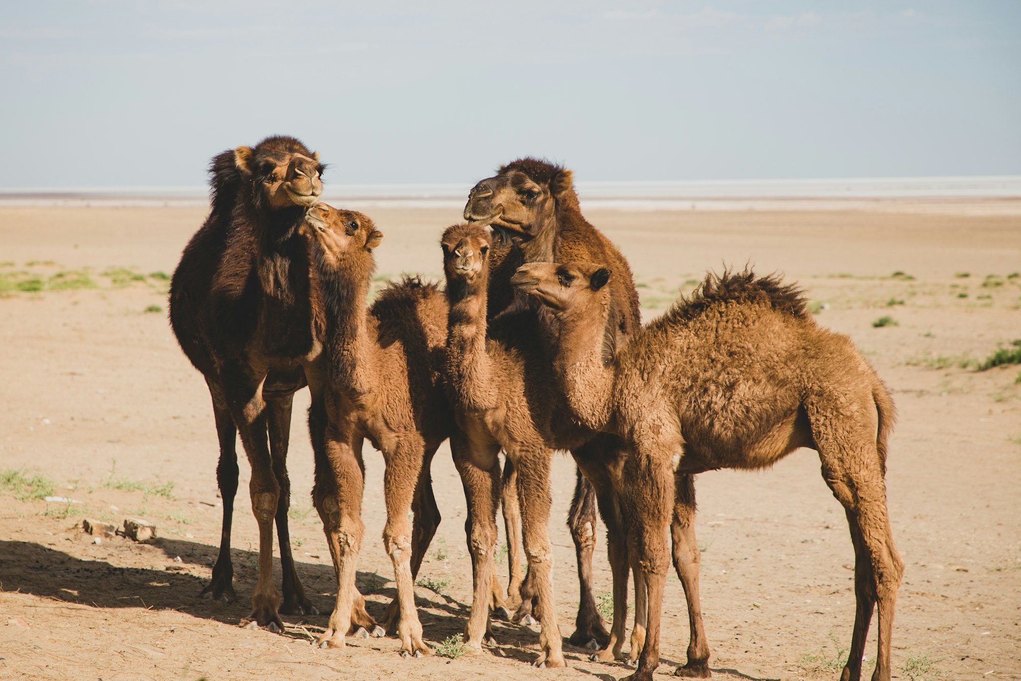 I stayed at Maranjab Caravanserai for a night to shoot the stars.
The camel family appeared the next morning.
They ate breakfast and drank water around the caravanserai.