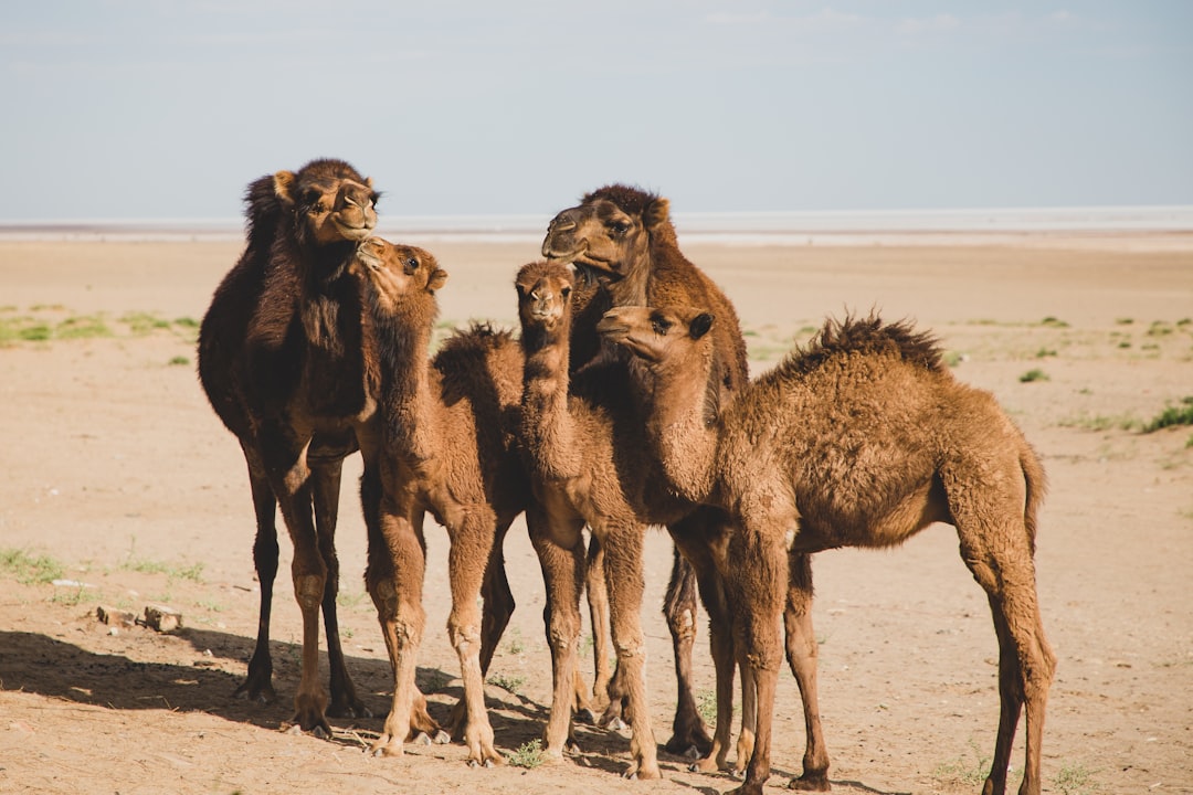 Travel Tips and Stories of Isfahan Province in Iran