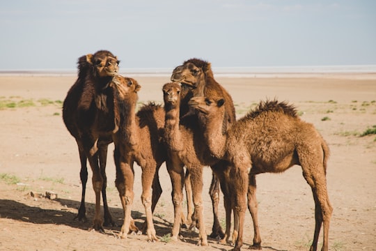 five camels on desert in Isfahan Province Iran