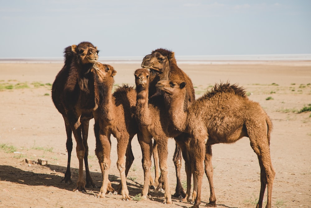 five camels on desert