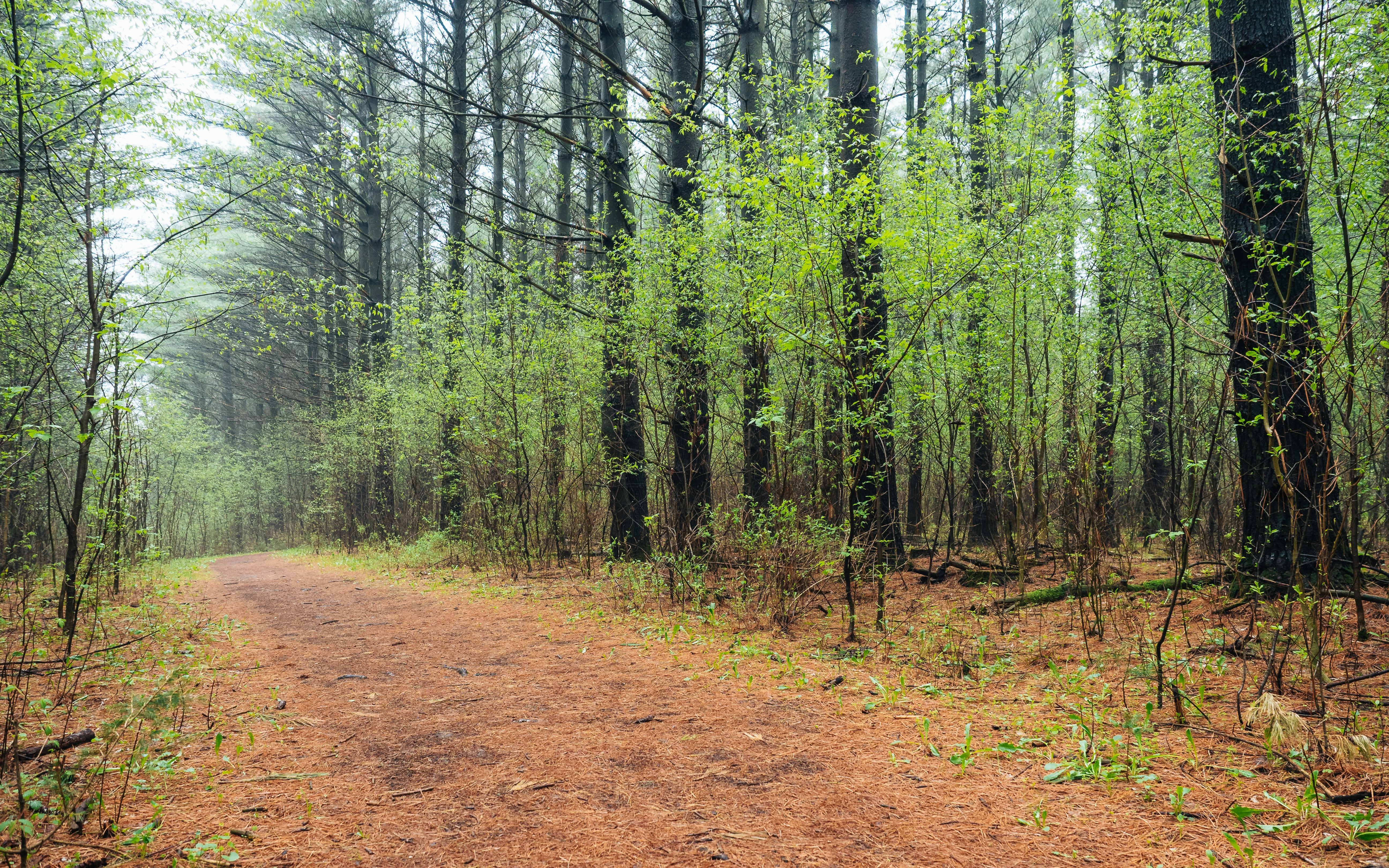 Ice Age Trail / Hartland, WI