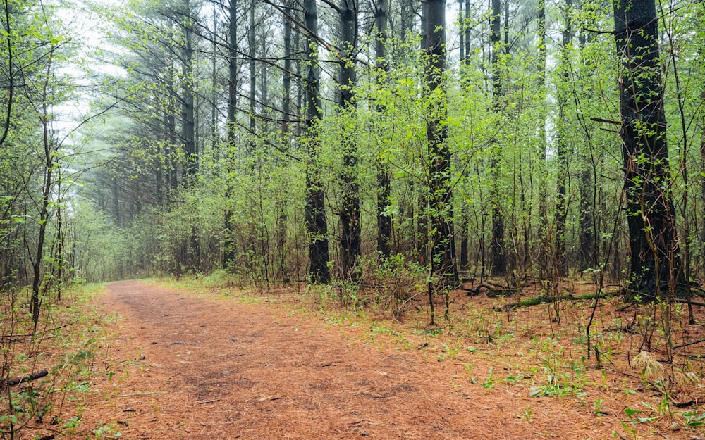 dirt road in the middle of the forest