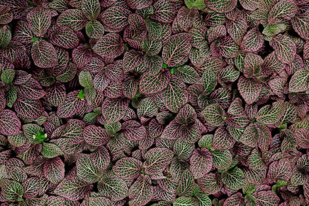 Plantas de hoja verde