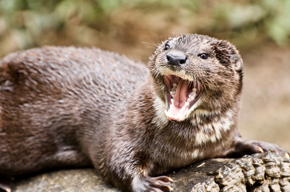 closeup photo of ferret