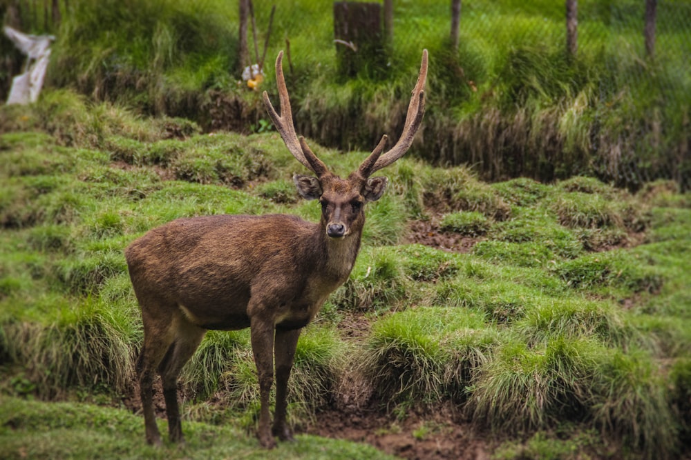 brown moose beside green grass