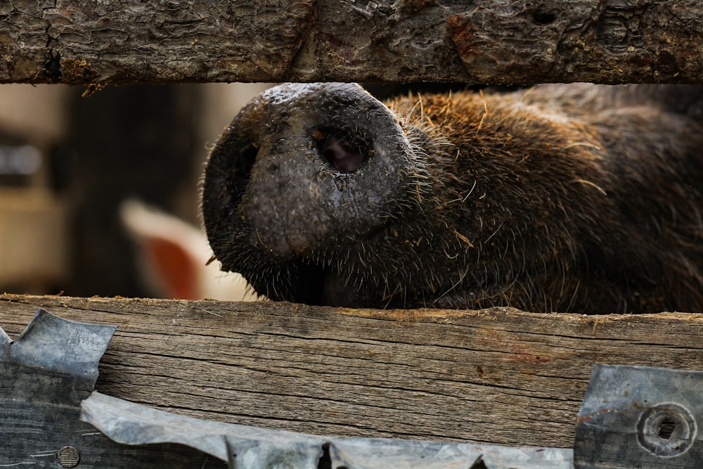 brown pig inside cage