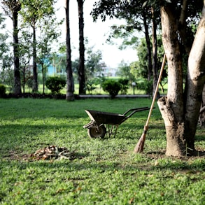 black wheelbarrow near tree during daytime