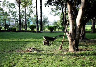 black wheelbarrow near tree during daytime