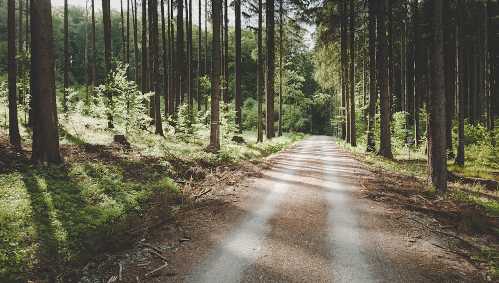 pathway between tall trees