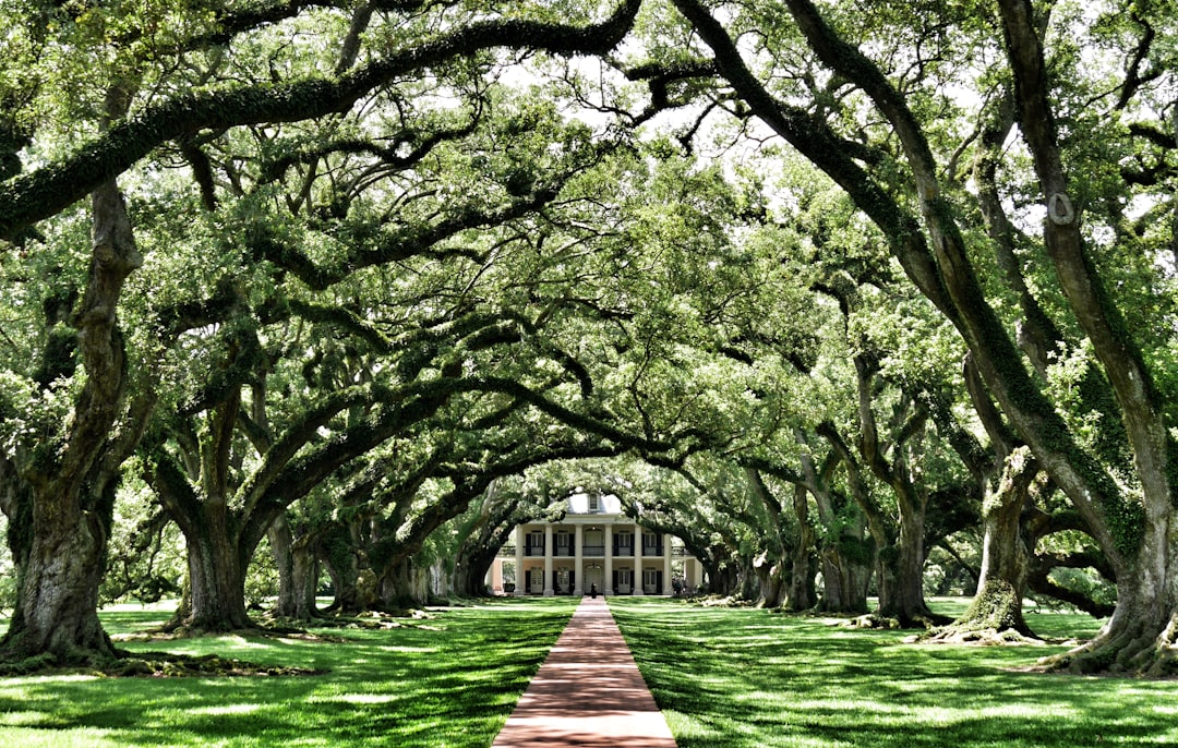 bare trees, Oak Alley Plantation New Orleans