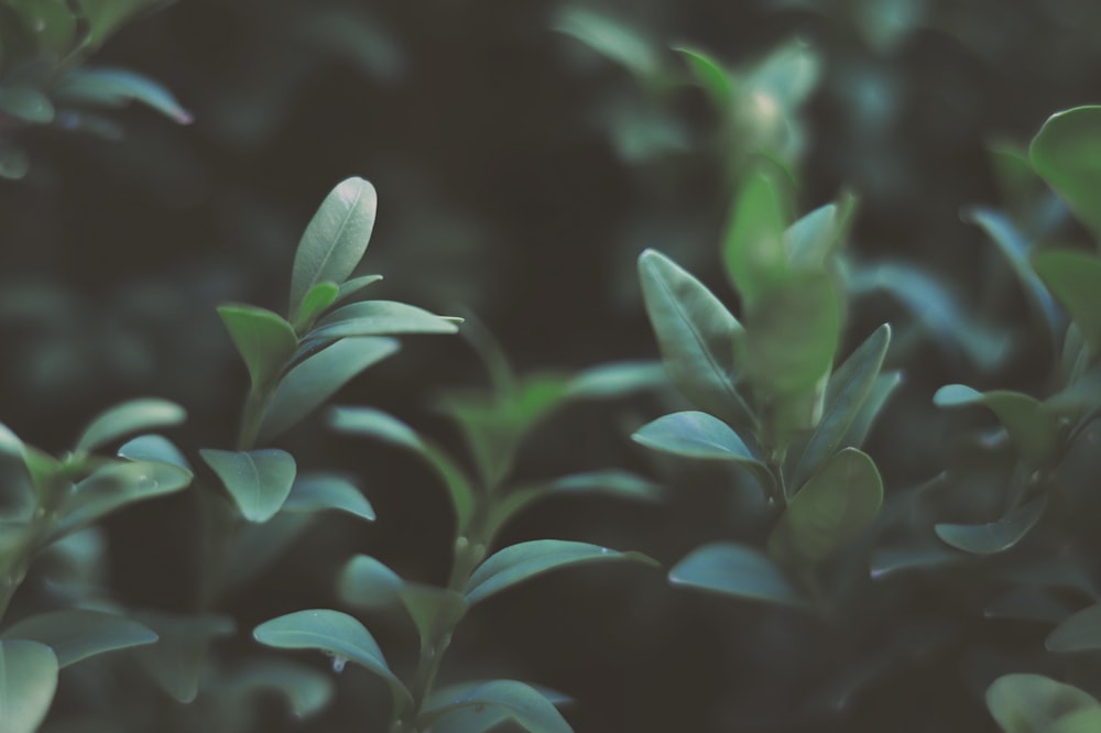 a close up of a plant with green leaves