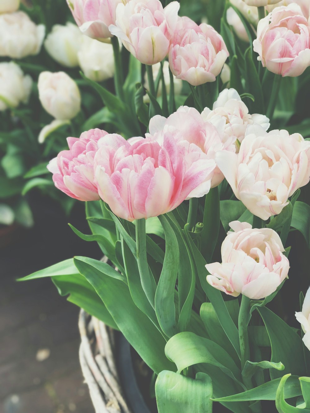 pink and white tulip flowers