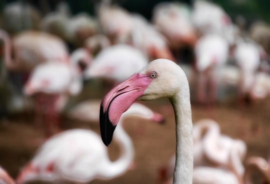 flamingo head in Iguazu Falls Argentina