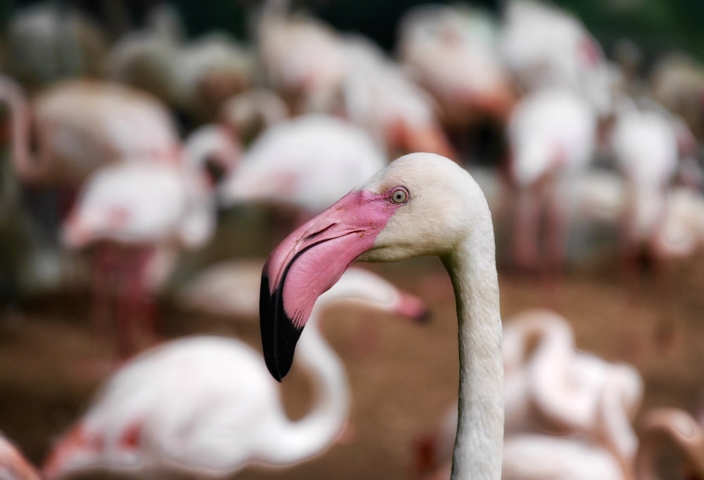 flamingo head