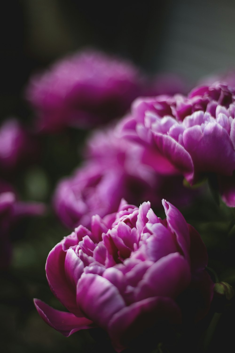 Fotografía de primer plano de peonía rosa