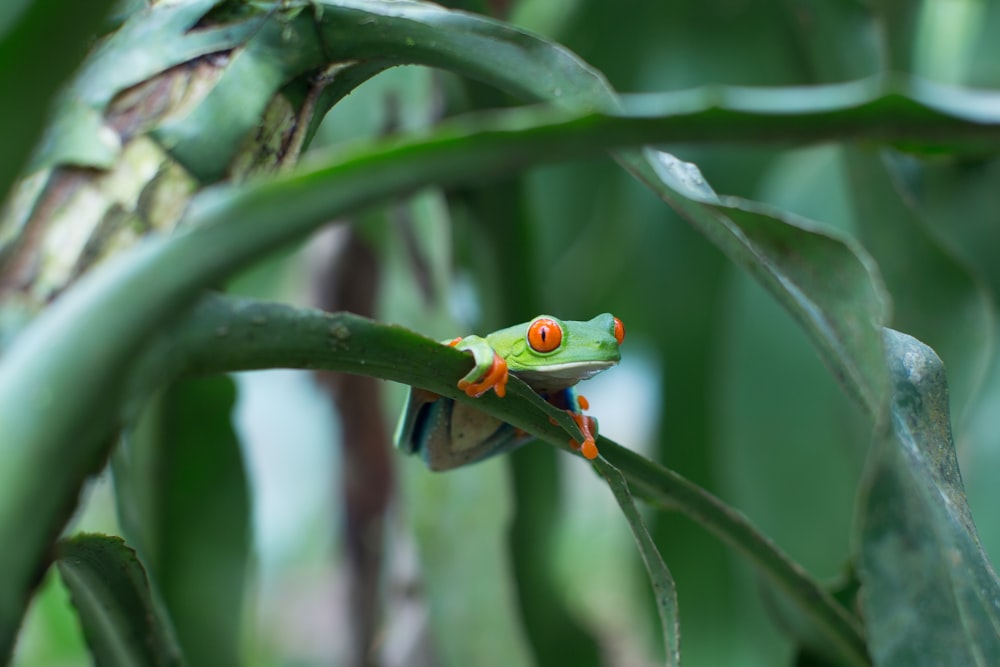 green reptile on green leaf in macro photography