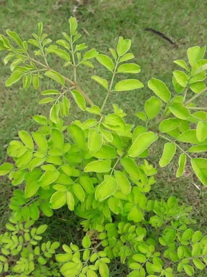 A vibrant green plant with medicinal properties.